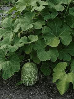 Figleaf gourd